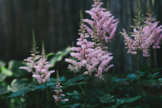 Pink astilbe flowers "false buck's beard" in the garden