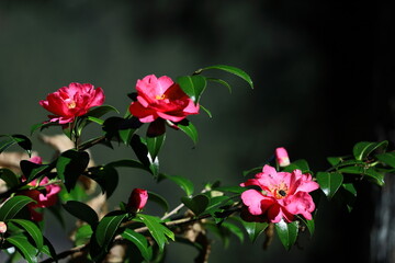 冬の寒空に咲く