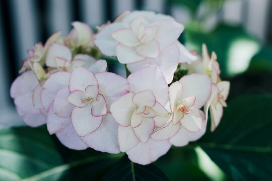 Closeup of white with pink Japanese hydrangeas in the garden