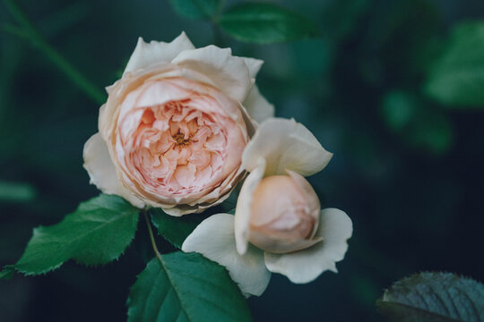 Closeup of peach cabbage Japanese "Masora" rose in the garden