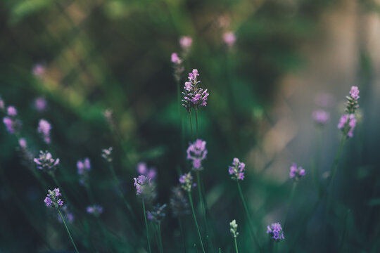 Purple lavender flowers in the garden