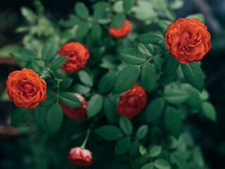 Closeup of bright clustered red roses in garden