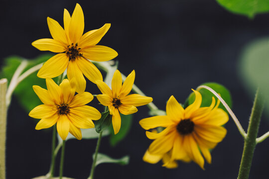 Dainty bright sunflowers in the garden
