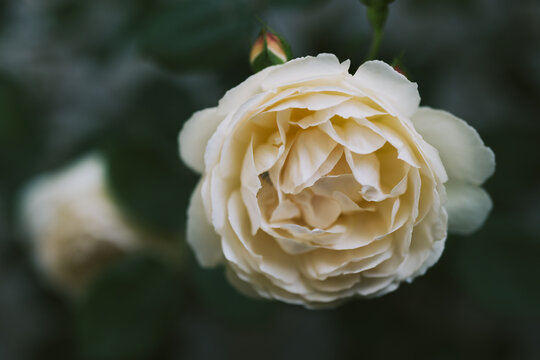Closeup of pale yellow English rose "Wollerton Old Hall" by David Austin Roses in the garden