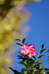 冬の寒空に咲く