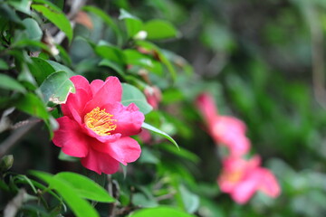 Obraz premium 冬の寒空に咲く