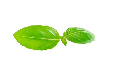 Fresh organic basil leaves on a white background. Italian Season