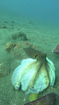 An octopus is hunting alongside several coral groupers. After several attempts, one of the groupers manages to catch a fish