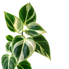 Obraz premium Green congo vaiegated leaf isolated on white background, perfect for nature-themed designs