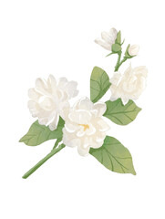 Obraz premium white rose