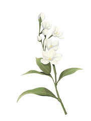white rose
