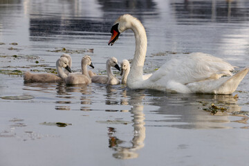 Beautiful mother mute swan Cygnus olor swimming in a marina with her cute and fluffy cygnets
