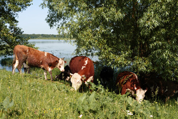 Cattle leisurely feed on the lush grass by the tranquil waters of a lake, showcasing the...