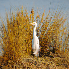 The plumed egret is a species of heron native to Australia and Oceania the scientific name is Ardea plumifera.