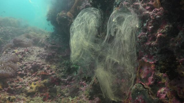 Giant clam (Tridacna gigas) spawning, showing the release of eggs and sperm in a coral reef environment. Captured in natural underwater conditions.