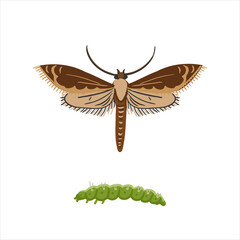 vector drawing cabbage moth isolated at white background, garden pest, hand drawn illustration