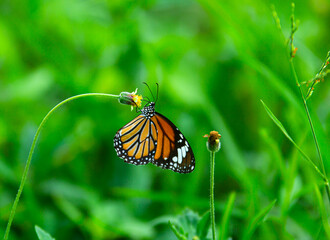 Yellow butterfly on a flower in the garden.