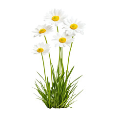 White Daisies with Green Grass