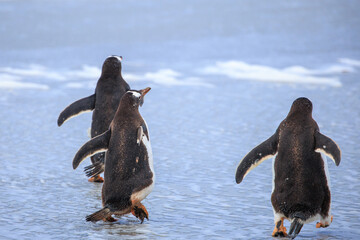 Gentoo penguins (pygoscelis papua) on a beach heading back out to sea.  Falkland Islands.