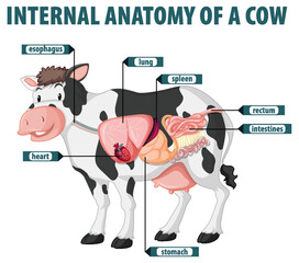 Internal Anatomy of a Cow
