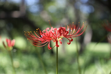 秋の野原に咲く彼岸花