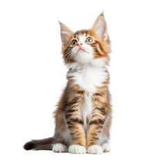 Obraz premium Cute Kitten Looking Up