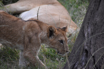 Naklejka premium Lion cub poised to climb a tree in the Maasai Mara, Kenya. 