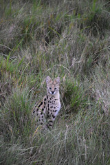 Obraz premium Portrait of the rare serval cat, alert in the Maasai Mara, Kenya