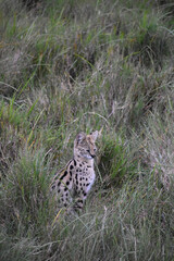Obraz premium Rare serval cat alert in the Maasai Mara, Kenya