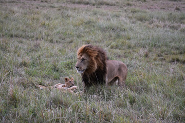 Standing father adult male lion with cubs in Maasai Mara, Kenya