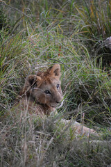 Portrait of lion cub in the Maasai Mara, Kenya