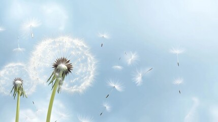 Obraz premium Fragile Nature Backdrop with Floating Dandelion Fluff