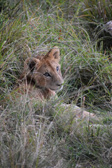 Portrait of lion cub in the Maasai Mara, Kenya