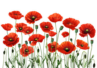 Obraz premium red poppies isolated on white