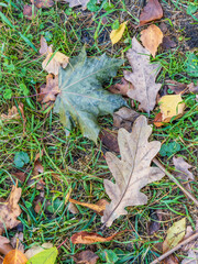 Orange, brown and yellow fallen oak leaves in the sunlight.