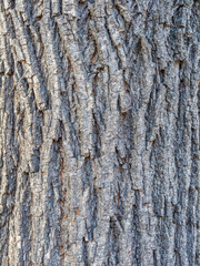 Obraz premium The texture of the bark of an old willow