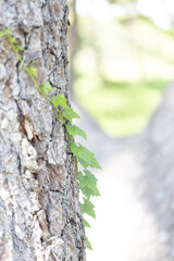 木に巻き付くツタ