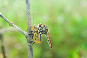 Robber fly insects are perched on wooden twigs