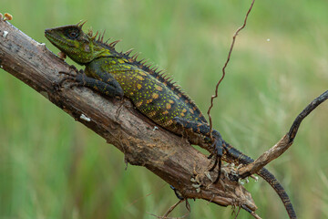 A pogona lizard sitting on a wooden surface in a forest