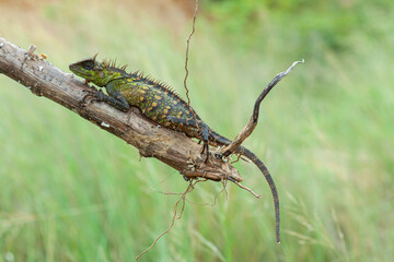 A pogona lizard sitting on a wooden surface in a forest