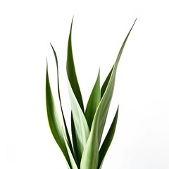 Obraz premium long green leaves on a white background