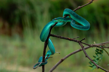 Blue Insularis Snake macro