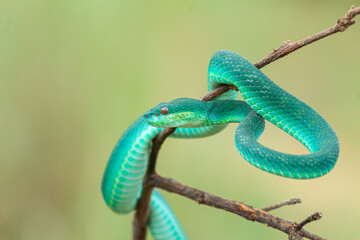 Blue viper snake on branch, viper snake ready to attack, blue insularis, animal closeup