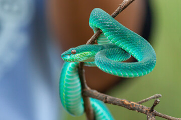 Blue viper snake on branch, viper snake ready to attack, blue insularis, animal closeup