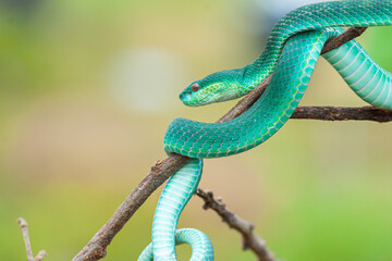Blue viper snake on branch, viper snake ready to attack, blue insularis, animal closeup