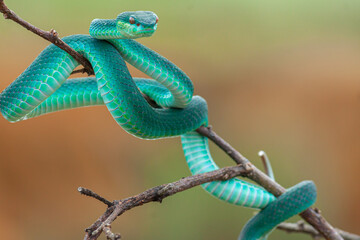 Blue viper snake on branch, viper snake ready to attack, blue insularis, animal closeup