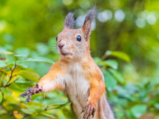 Autumn Squirrel standing on its hind legs on on green grass with fallen yellow leaves