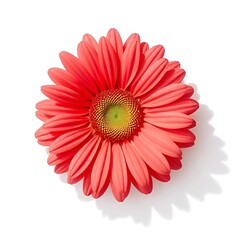 red gerbera flower
