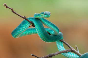 Blue viper snake on branch, viper snake ready to attack, blue insularis, animal closeup