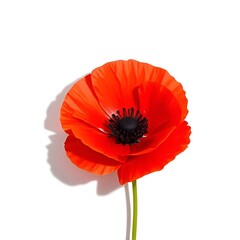 red poppy isolated on white